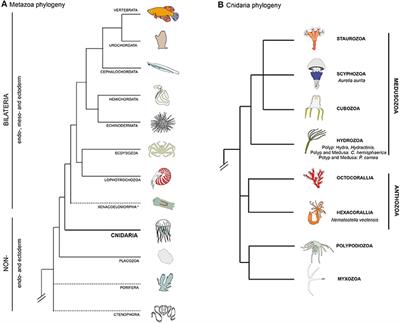 Diversity of cnidarian muscles: function, anatomy, development and regeneration